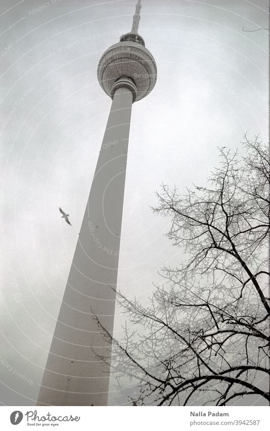 Fernsehturm, Baum und Vogel analog Analogfoto Schwarzweißfoto Außenaufnahme Tag Architektur Sehenswürdigkeit Hauptstadt Stadt Vogelflug Berliner Fernsehturm