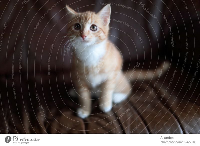Porträt einer jungen rot getigerten Katze auf der Couch jugendlich Tier Haustier Muster Fell weiß Fleck niedlich klein Katzenbaby katzenhaft wild gucken