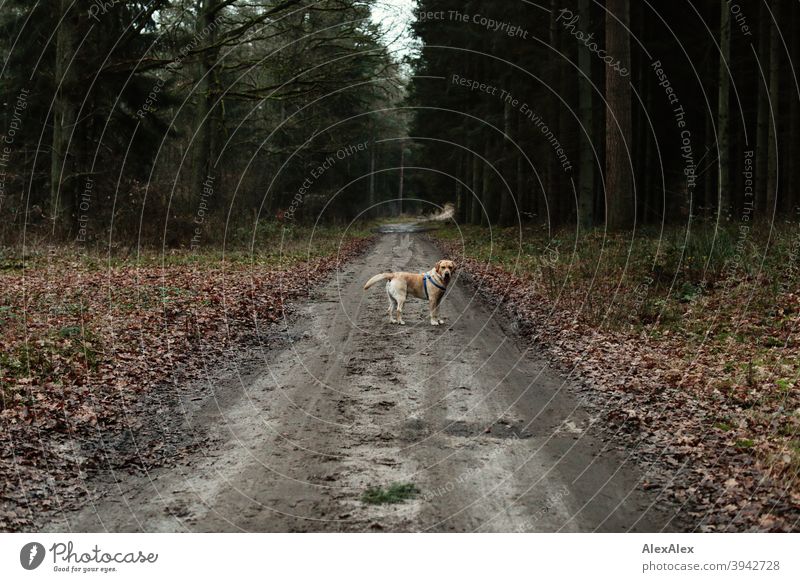 Ein blonder Labrador steht auf einem Waldweg und blickt sich nach seinem Herrchen um Hund Weg stehen warten umsehen herbst Winter Halfter Bäume Idylle laub