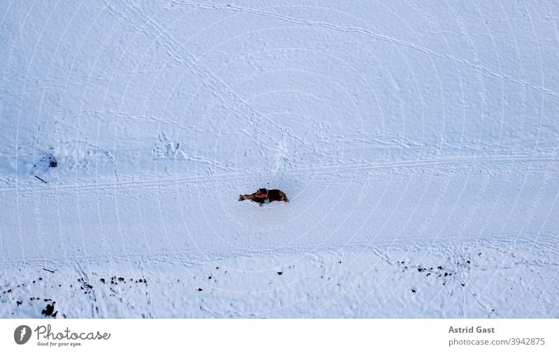 Luftaufnahme mit einer Drohne von einer einsamen Reiterin mit Pferd im Winter im Schnee luftaufnahme drohnenfoto pferd reiterin reiten reitsport winter schnee
