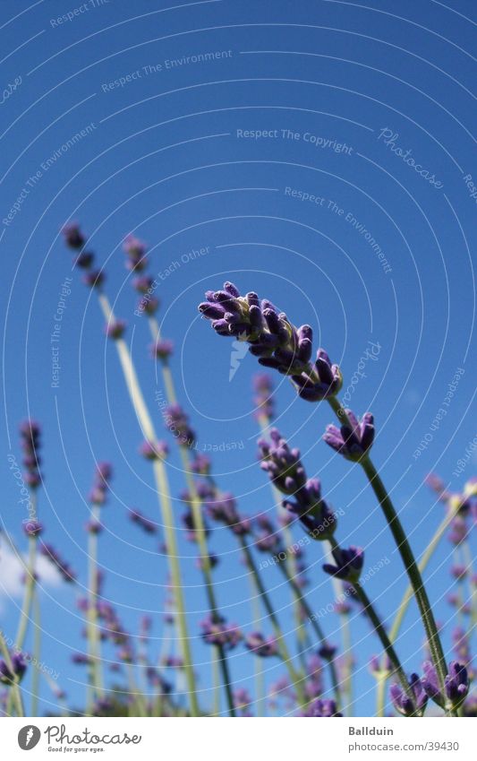 Lavendel Halm Blüte violett Sommer Wiese blau Himmel Bewegung Wind Nahaufnahme Natur Blick nach oben Heilpflanzen
