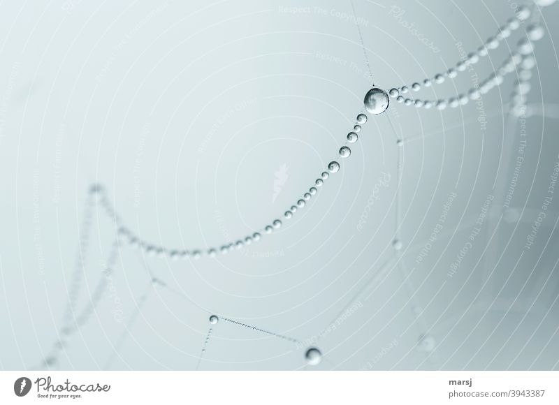 Wasserperlen an Spinnennetz geheimnisvoll Lupeneffekt Wassertropfen Netzwerk Perlenkette träumen hängen Kunstwerk Natur Herbst außergewöhnlich fantastisch