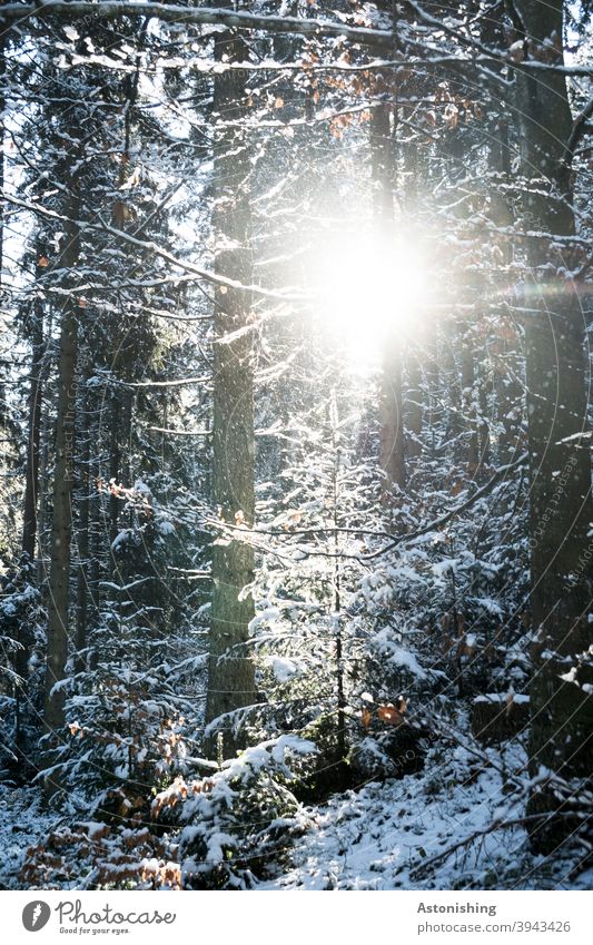 Licht im Winterwald Landschaft Natur Schnee weiß Bäume Wald Wetter Schneeflocken Tannenbaum Baumstämme Rinde kalt Außenaufnahme Frost Umwelt Wintertag