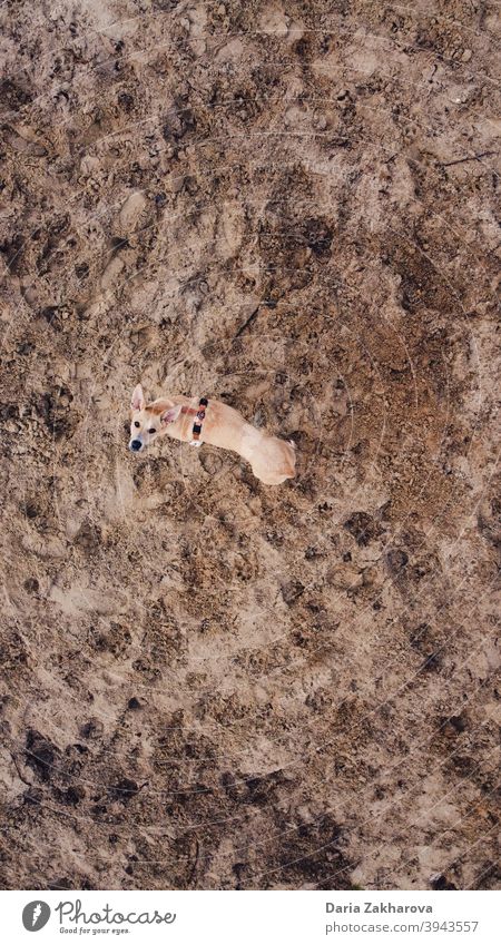 Hund auf dem Mars Haustier Sand Spazierengehen mit einem Hund Raum aus dem Weltraum Senden zum Mars Spaziergang Dröhnen Drohnenansicht Tier Außenaufnahme Natur