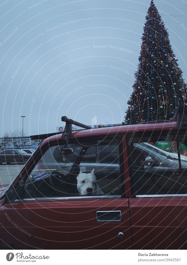 Hund wartet im Auto auf den Fahrer, der sie zur Weihnachtsfeier bringt Haustier PKW fahren Weihnachtsbaum Neujahr weißer Hund rotes Auto parken annehmen