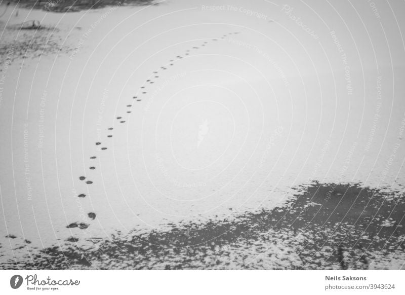 Kurve auf Schnee Spur Fußspuren Tierspur Fuchs im Winter Fuchs auf Eis Abdrücke im Schnee Teich Fluss See zugefrorener Fluss Schnee auf Eis Natur Lettland