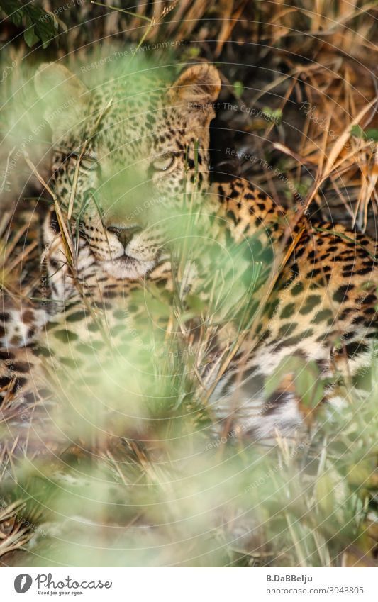 Der afrikanische Leopard liegt im dichten Buschwerk verborgen. Was für ein schönes Tier... Afrika Namibia Safari Farbfoto Wildtier Natur Außenaufnahme