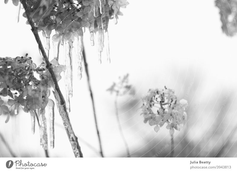 Limelight Hydrangea Pflanzen mit Schnee bedeckt und tropfnassen Eiszapfen; schwarz-weiß Schnee Foto Winter Natur Baum Frost Blume kalt Ast gefroren Himmel
