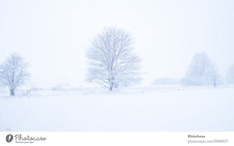 Winterwonderland mit verschneiten Bäumen im Nebel weiß Wunderland Wetter Baum Himmel Textfreiraum im Freien Natur einsam eisig Eis Schönheit Nebliger Wald Frost