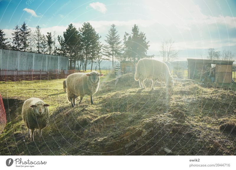 Aufstiegsmöglichkeit Schaf Tier Tiergruppe Landschaft Natur Umwelt beobachten Sonnenlicht Gegenlicht Sonnenstrahlen Totale Panorama (Aussicht) Kontrast Licht
