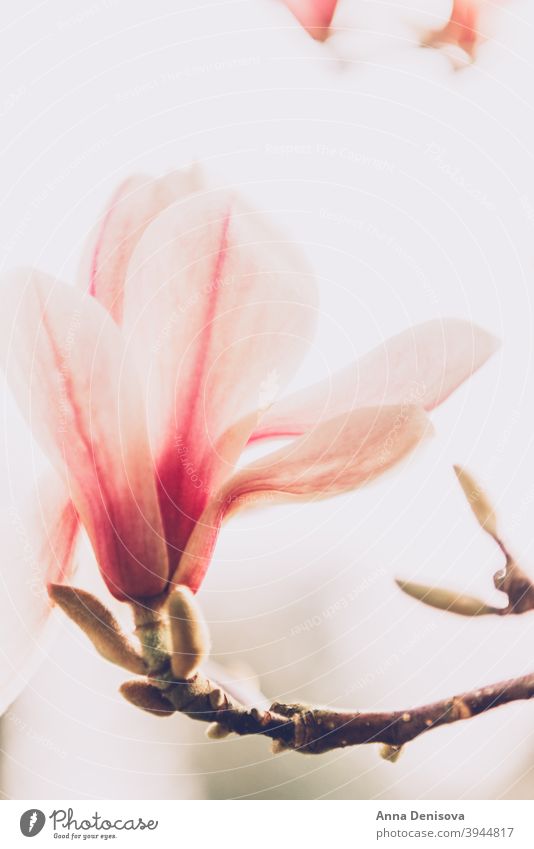 Magnolienbaum im Frühling Blume Baum wunderschön Buchse Licht rosa Bank Weg Überstrahlung Englisch Garten Großbritannien Park Blütenblatt Ast Natur