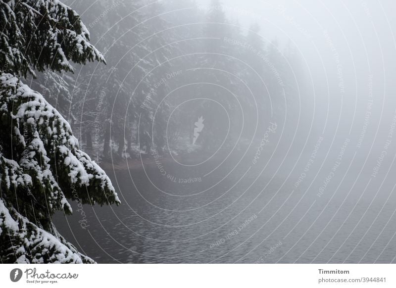 Eine wehrsame Fichte wacht über den winterlichen See Nebel Winter Wald Mummelsee Schnee Natur kalt Menschenleer Farbfoto