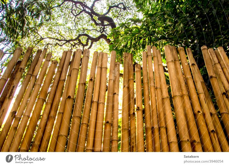 Textur der natürlichen Fällung Wanddekoration aus Bambus gelb braun Baum Panel Farbe Dekor Design Licht Material Holz hölzern Schreinerei Nahaufnahme Natur