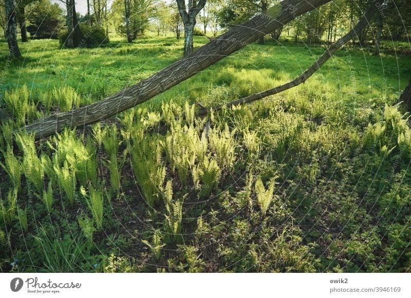 Grüner Tag Landschaft Natur Umwelt Pflanze Baum Wärme Gras Sträucher Baumstamm Schönes Wetter mehrfarbig Farbfoto Menschenleer Außenaufnahme Sonnenlicht