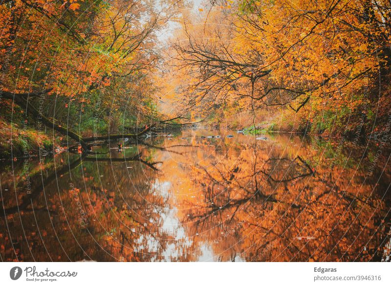 Herbstfarben und Reflexion auf dem Wasser fallen Herbstfärbung Herbstlaub Außenaufnahme Herbstwetter herbstlich Herbstbeginn Herbstlandschaft Blatt Farbfoto