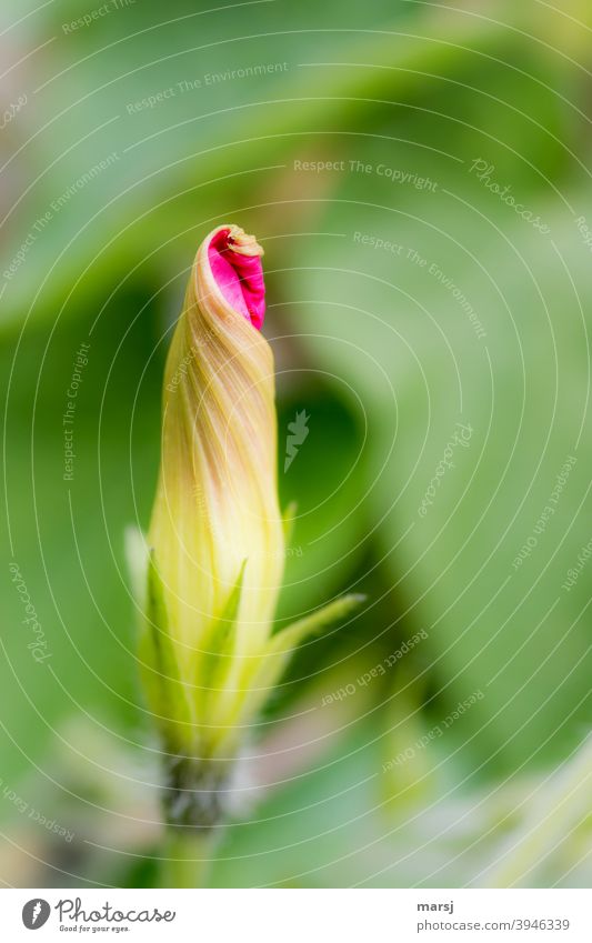 Frühlingsgefühle. Eine sich öffnende Windenblüte, die ein  kleines bisschen ihrer zukünftigen Schönheit präsentiert. Blüte Pflanze Sommer Natur Leben harmonisch