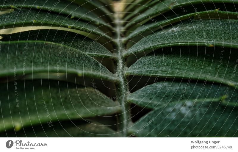 Ein Blatt in Nahaufnahme in Schatten und Licht in jena Hintergrund Textur Wasser grün Natur Struktur Details Pflanze Pflanzen natürlich Garten botanisch Flora