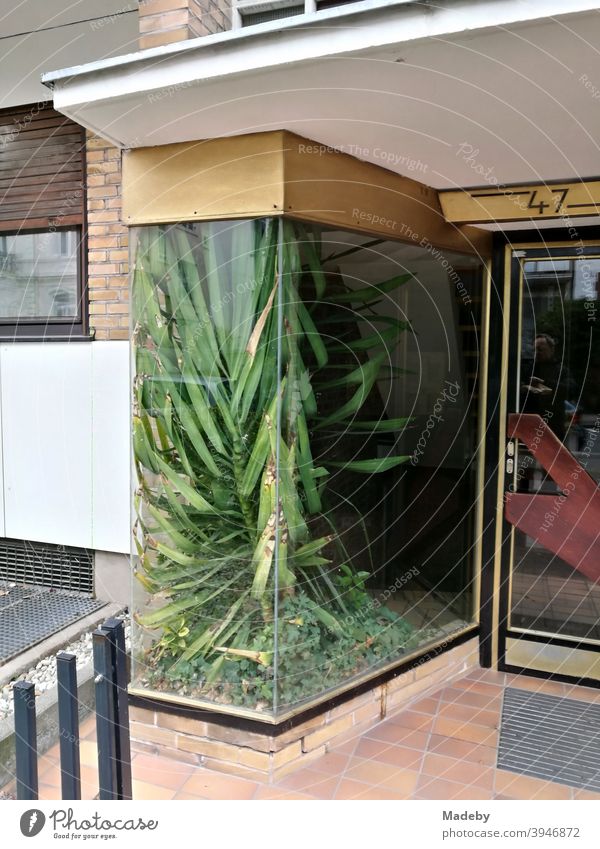 Grünpflanze in einem Schaufenster neben einem Hauseingang im Stil der Sechzigerjahre im Westend von Frankfurt am Main in Hessen Fenster Glas Vitrine Pflanze