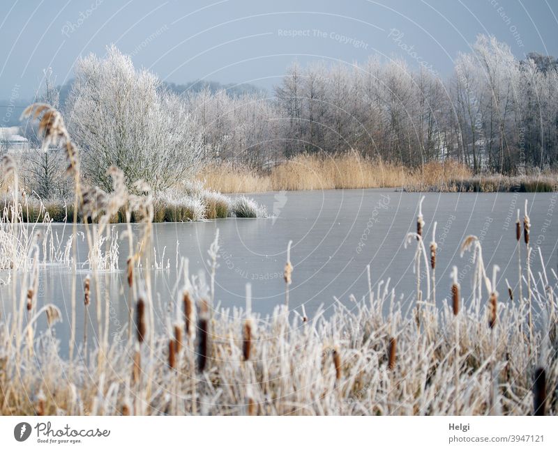 Winter am Teich - zugefrorener Teich, mit Raureif bedeckte Pflanzen und Sträucher am Ufer See Seeufer Rohrkolben Schilf Strauch Baum Kälte Frost winterlich