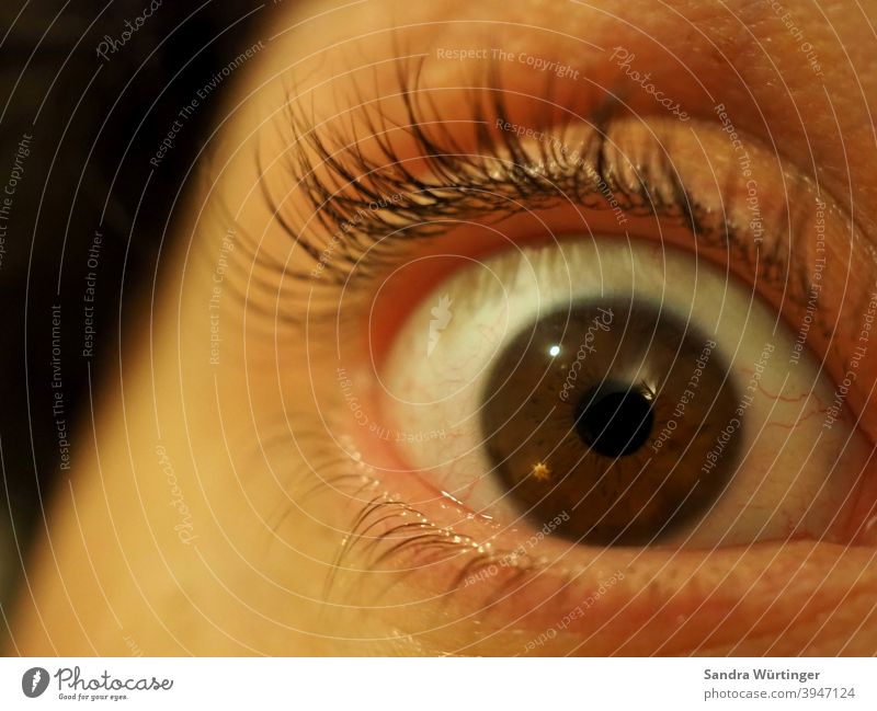 Makroaufnahme eines Auges / braune Augenfarbe / erschrockener Blick Mann Gesicht Mensch Angst dunkel Panik Wimpern Pupille Regenbogenhaut Nahaufnahme Haut