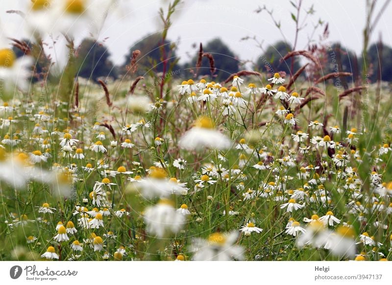 Sommerblumenwiese mit Kamille und Gräsern, im Hintergrund Bäume und grauer Himmel Blume Blumenwiese Blüten Wiese Wildblumen Landschaft Natur Umwelt
