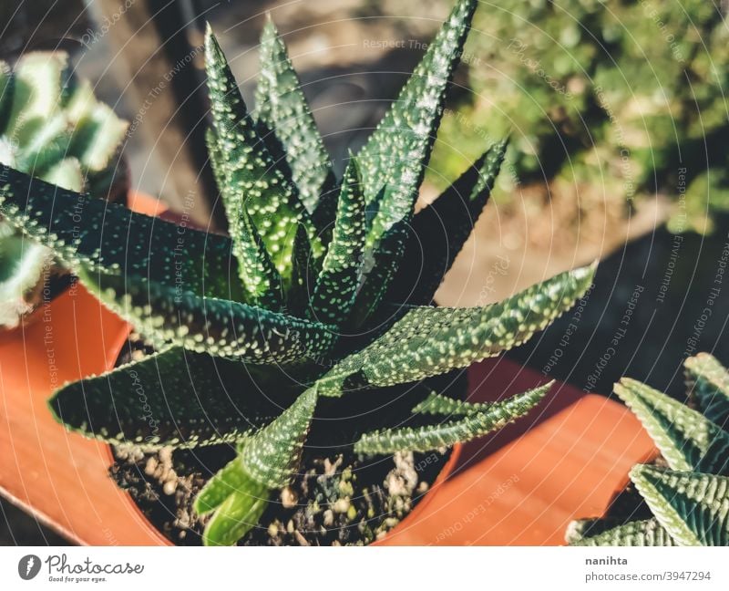 Haworthia Sukkulentenpflanze in einem Topf Gartenarbeit sukkulente Pflanze exotisch Topfpflanze Textur organisch Kaktus Crassulaceae Blätter Exotische Pflanze