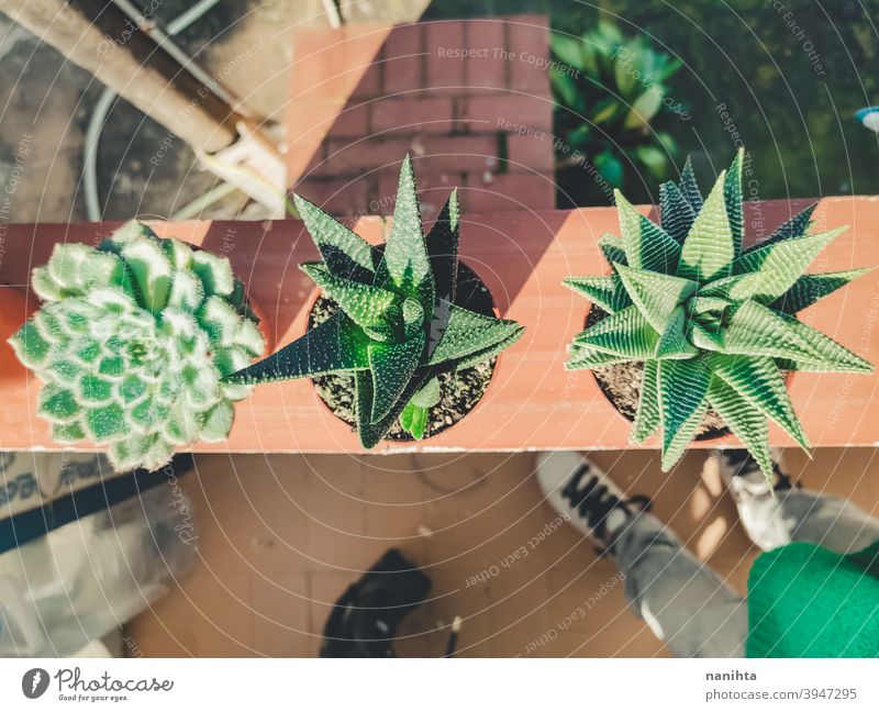 Haworthia Sukkulentenpflanze in einem Topf Gartenarbeit sukkulente Pflanze exotisch Topfpflanze Textur organisch Kaktus Crassulaceae Blätter Exotische Pflanze