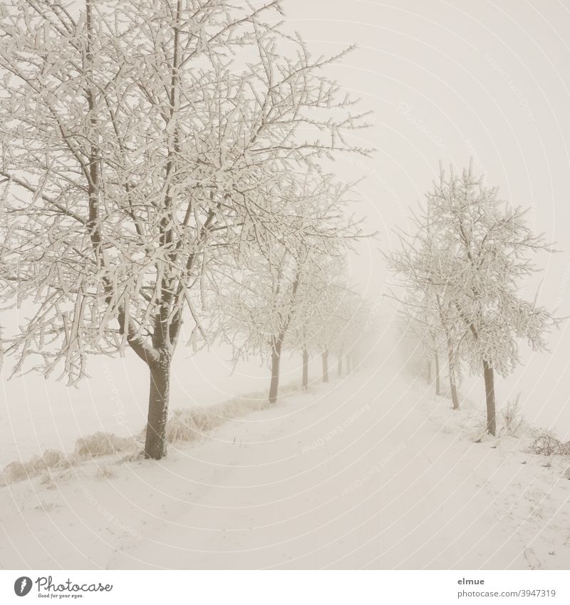 Nebel liegt über der verschneiten, ländlichen Allee /  Schnee / Landstraße Bäume kalt Straße Stille nebelig gerade Straßenverhältnisse Wege & Pfade Verkehrswege