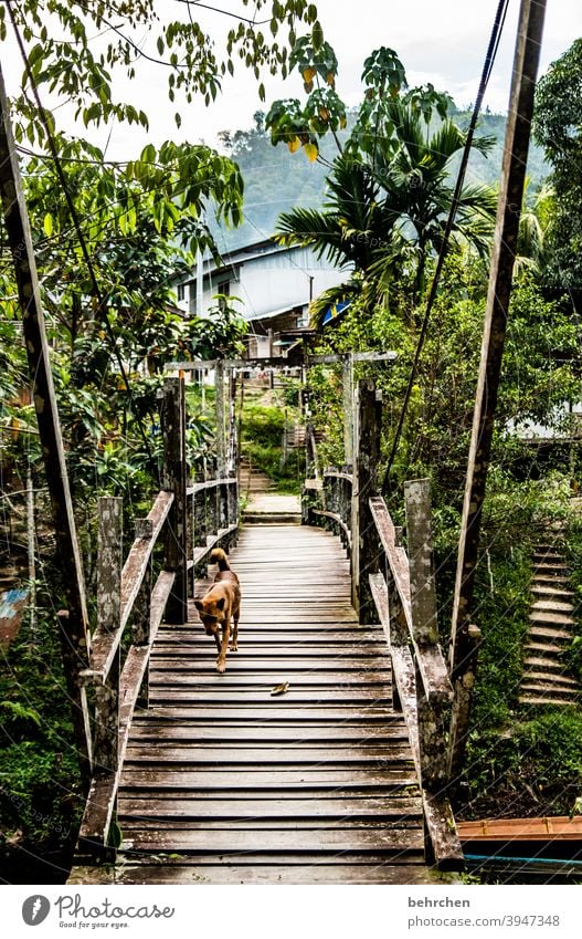 teekesselchen | brücken bauen Palme Hund Fernweh Iban Malaysia Borneo Freiheit außergewöhnlich Ferien & Urlaub & Reisen Sarawak Ferne Abenteuer Tourismus