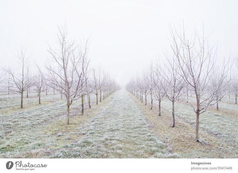 Obstbaum Pflaumenbäume Plantage nach einem eisigen Regensturm im Winter und an einem Tag mit Nebel. Winter frostige Obstbaumlandschaft bedeckt durch weißes Flockeneis.