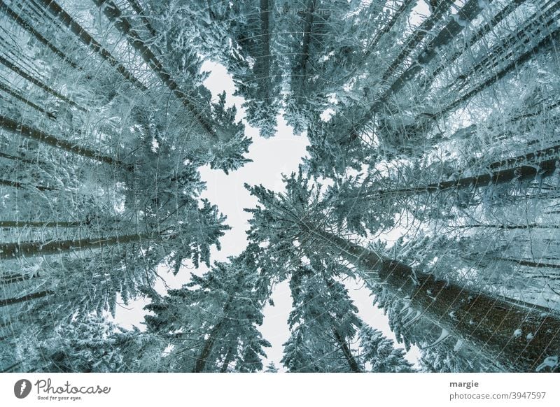 Blick in einen Winterhimmel mit hohen Baumkronen und Nadelbäumen Nadelbaum Nadelwald Natur Außenaufnahme Menschenleer Eis Schnee Froschperspektive Frost Umwelt