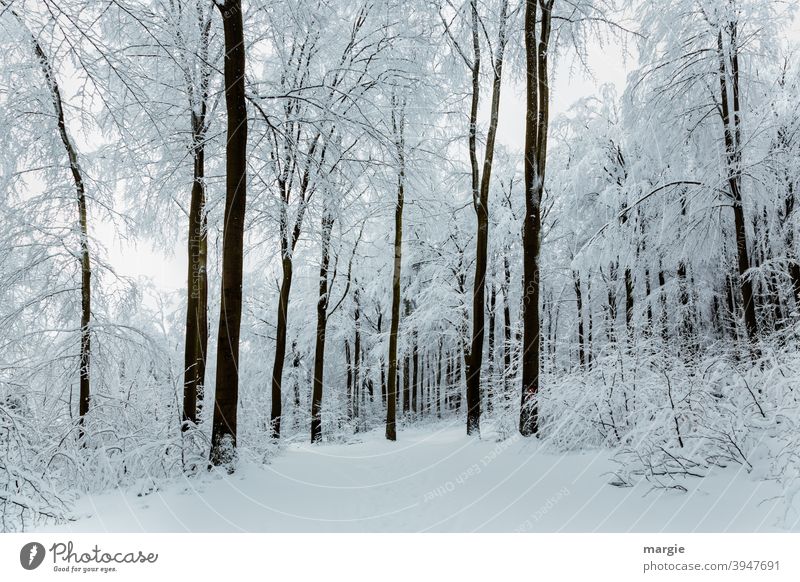 Ein tief verschneiter Winterwald Schnee Eis Baum Landschaft Frost kalt Laubbaum Totale Außenaufnahme Menschenleer Gedeckte Farben Farbfoto frieren