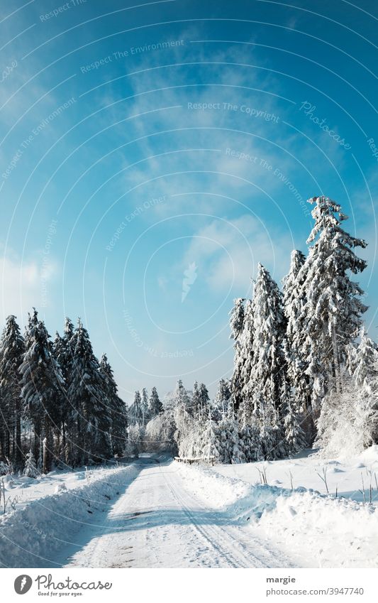 Winterstraße im tief verschneiten Wald Schnee Baum Landschaft Raureif kalt Himmel Frost blau gefroren Blick nach vorn Zentralperspektive Licht Menschenleer