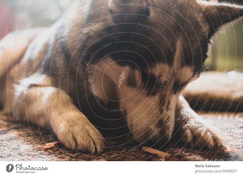Schnüffeln nach leckerem Zeug Raubtier Junge Haustiere jünger Karnivora Haushund Haushunde Hunde Alaska jugendlich beobachten Porträt Familienhund Hund züchten