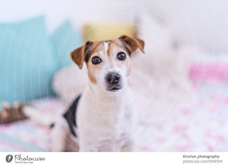 Hund schaut auf Kamera, Porträt von Jack Russell Terrier in Pastell Schlafzimmer Interieur, Weichzeichner Jack-Russell-Terrir Auge Nase niedlich Haustier