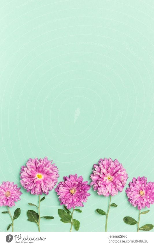 Kreatives Layout mit violetten Blumen auf pastellgrünem Hintergrund Zusammensetzung Design Postkarte geblümt Sommer Hochzeit Natur schön altehrwürdig Pflanze