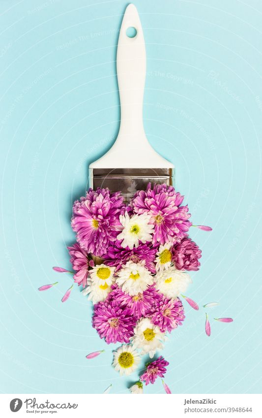 Kreatives Layout aus rosa und weißen Blumen und Pinsel auf pastellblauem Hintergrund Zusammensetzung Design Postkarte geblümt Sommer Hochzeit Natur schön