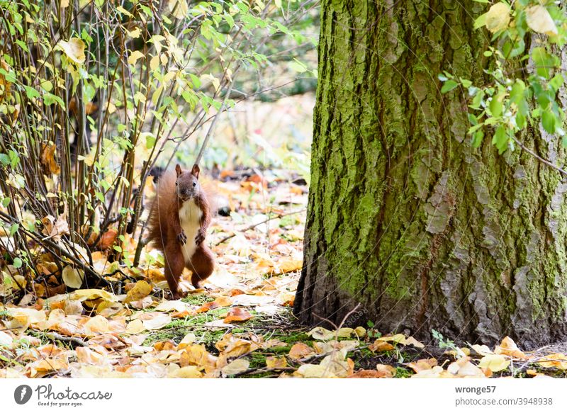 Und es hat Klick gemacht - erschrocken schaute das Eichhörnchen in Richtung des Fotografen Herbst Herbstlaub Herbstfärbung herbstlich Herbstfarben Natur