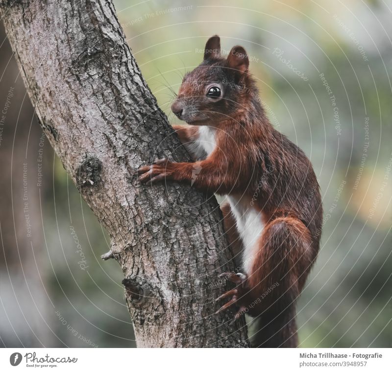 Eichhörnchen hängt am Baumstamm Sciurus vulgaris Tierporträt Tiergesicht Kopf Augen Ohr Nase Maul Pfoten Wildtier Schönes Wetter Sonnenschein Sonnenlicht Natur