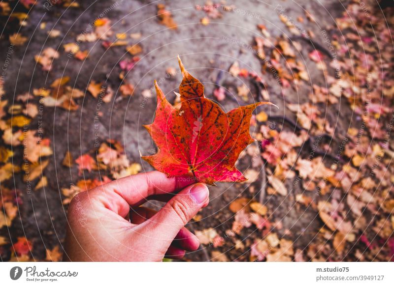 Herbstblätter fallen Blätter im Freien Landschaft Natur Park Spaziergang farbenfroh Herbstsaison