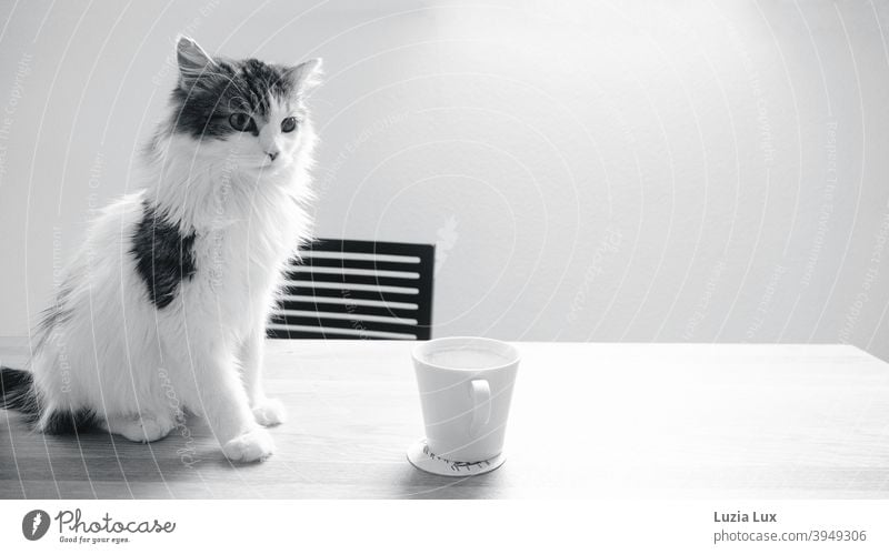 Kater, Langhaarmix sitzt auf einem Holztisch vor einer leeren Kaffeetasse Katze Langhaarige Katze langhaarig Schwarzweißfoto schwarzweiß Blick