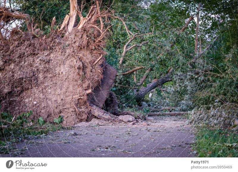 Entwurzelte, umgestürzte Bäume blockieren nach einem Sturm einen Weg Baum entwurzelt Natur Außenaufnahme Umwelt Unwetter Klima Tag Klimawandel 2019 Ettlingen
