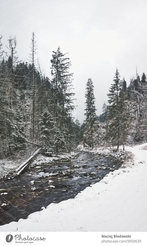 Winterliche Berglandschaft des Koscieliska-Tals, Tatra-Nationalpark, Polen. Berge Wald Fluss Landschaft Schnee Koscieliska Tal Baum Natur Nebel im Freien Saison