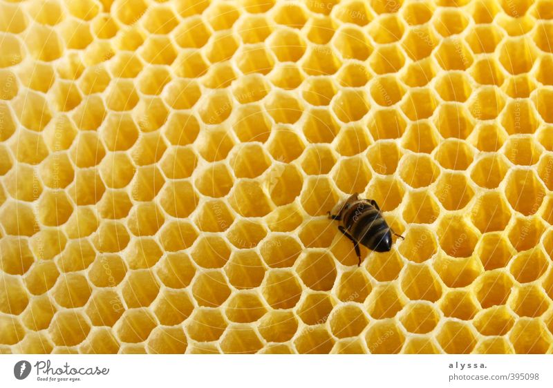 Steck doch den Kopf nicht in den Honig... Sommer Biene 1 Tier Bienenwaben gelb gold Farbfoto Nahaufnahme Detailaufnahme Tag