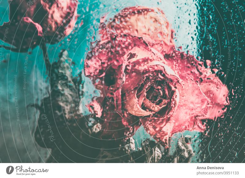 Strauß schöner verblühter Blumen durch das Glas mit Regentropfen Roséwein trocknen Blütenblatt Vorbau Blatt Herz orange Fenster Tropfen Wasser gebrochen Tag