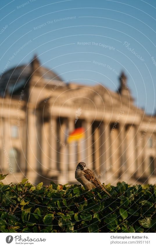 Ein Vogel vor dem Deutschen Bundestag sitzt auf einem Busch im Sommer unter blauem Himmel in Berlin. Stadtzentrum Tourismus Hauptstadt Menschenleer Großstadt