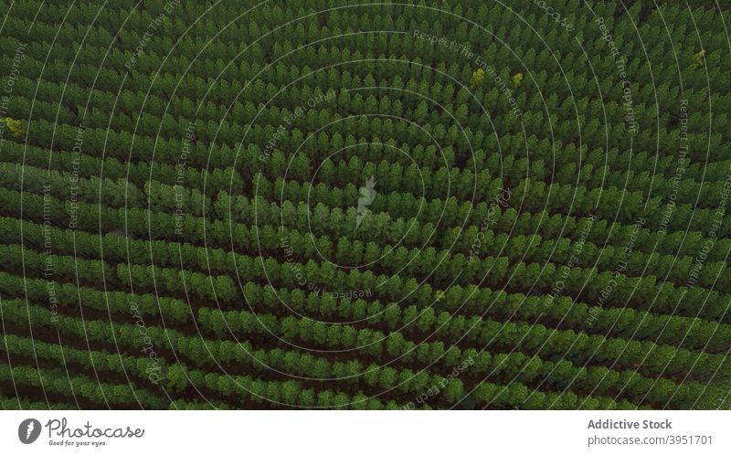 Draufsicht auf Tannenwald ausgerichtet Wald Baum nadelhaltig Natur Laubwerk ländlich Fichte malerisch Wälder Weg Person Spaziergang Australien üppig (Wuchs)