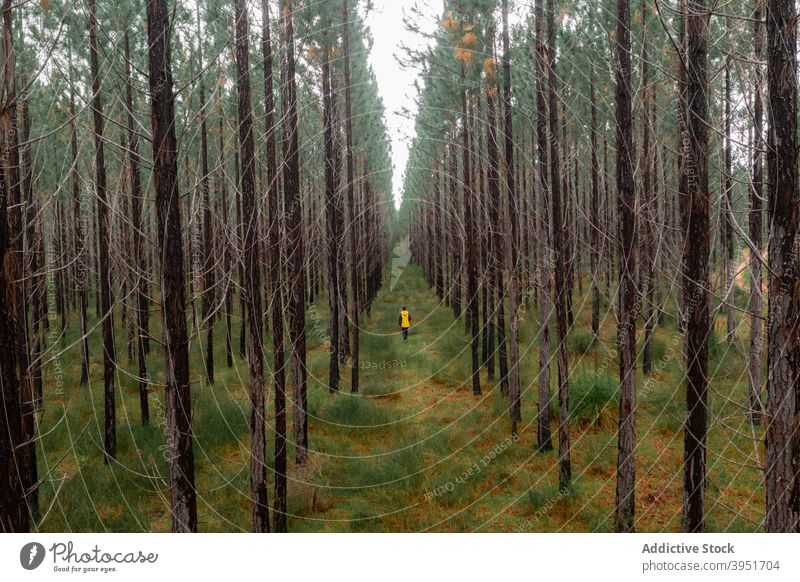 Schmaler Fußweg im üppigen Tannenwald Weg Wald Baum nadelhaltig Natur Laubwerk ländlich Fichte malerisch Wälder Person Spaziergang Australien üppig (Wuchs)