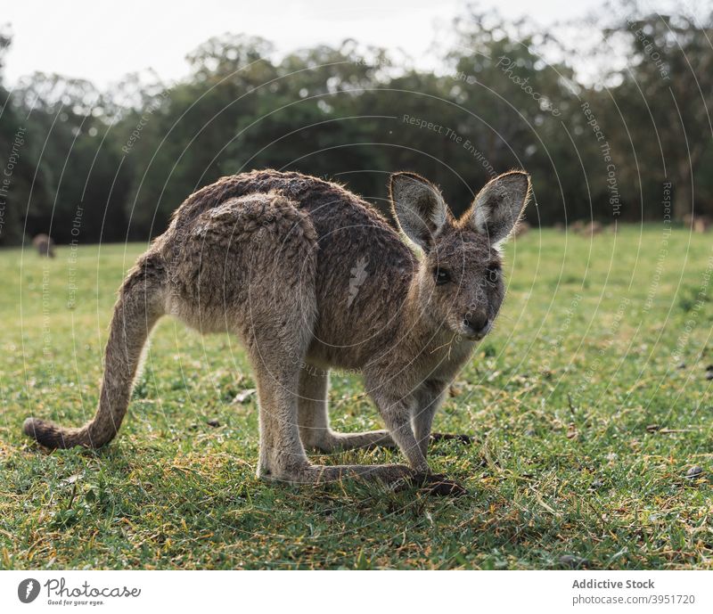 Niedliche kleine Känguru stehen in der Landschaft im Sonnenlicht Östliches Graukänguru Känguruh Tier Wiese Park Natur Säugetier Lebensraum wild Fauna Zoo