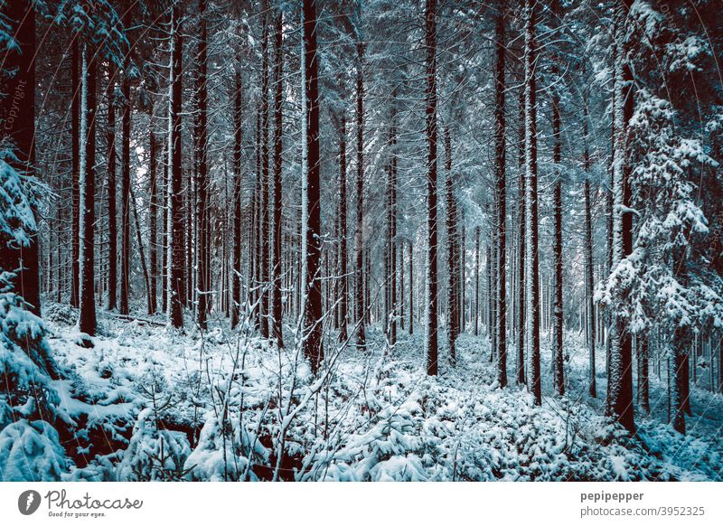 Wald im Winter mit Schnee auf den Baumstämmen kalt Eis Frost Natur Außenaufnahme Menschenleer Einsamkeit Waldlichtung Waldboden Waldspaziergang Waldstimmung